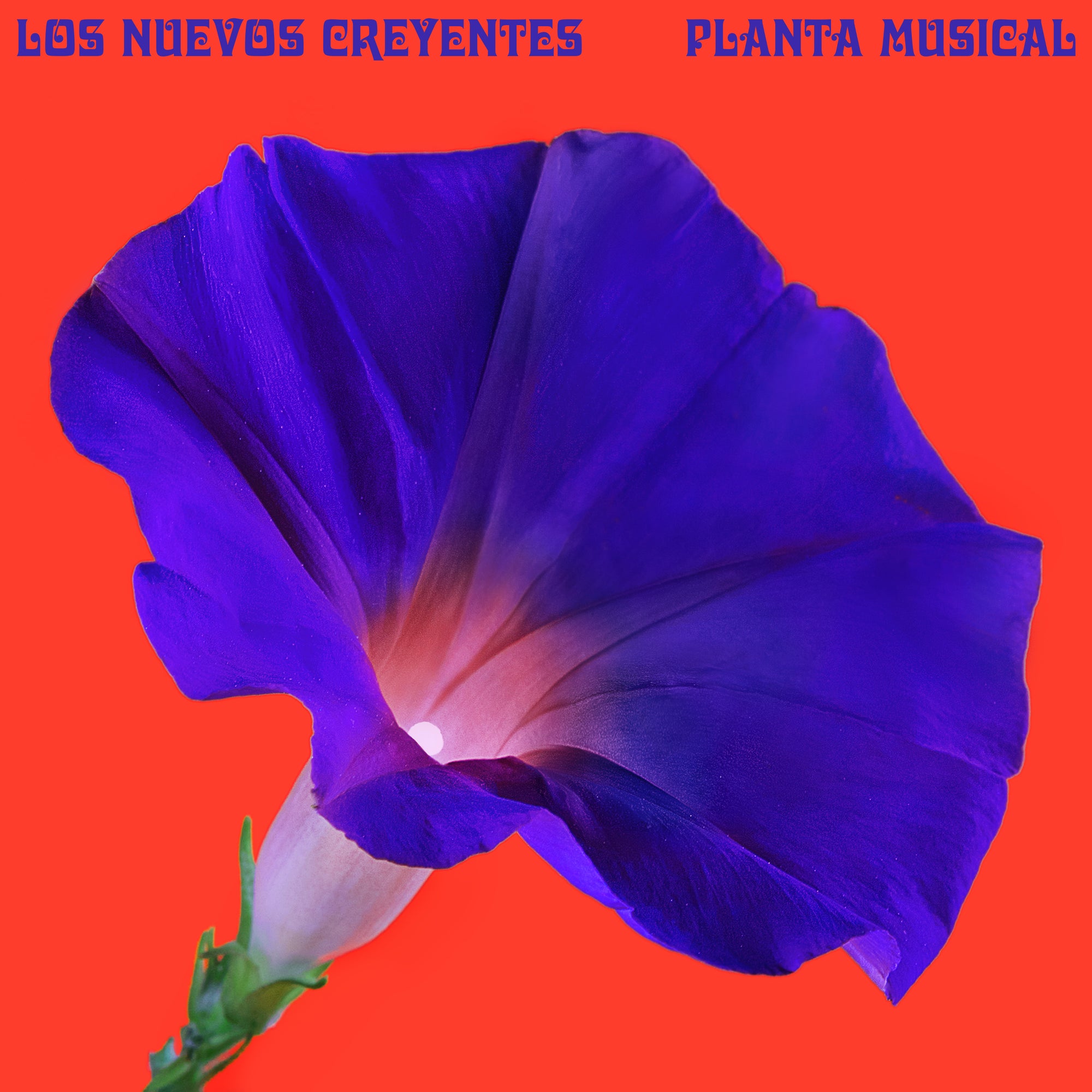 Los Nuevos Creyentes | Planta Musical (2021)